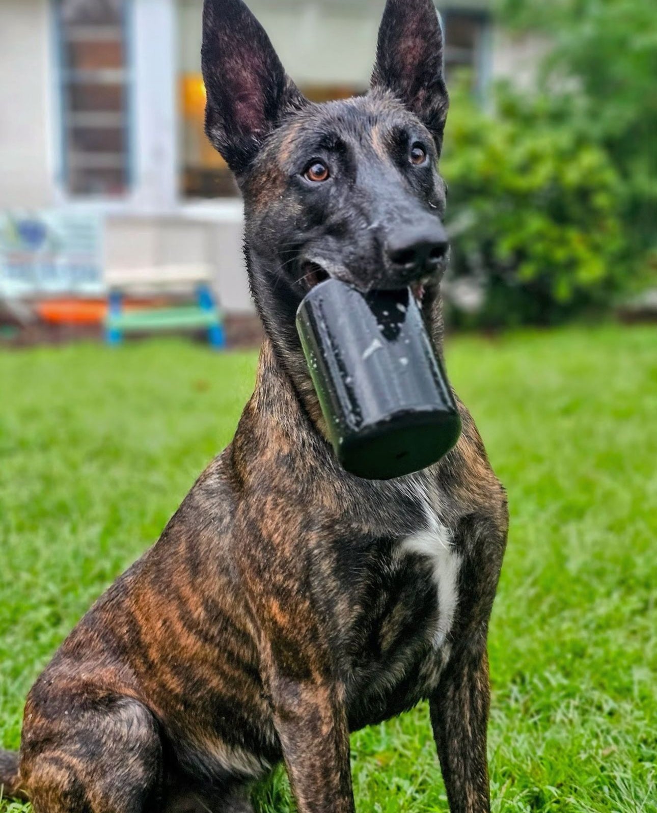 Goughnuts Enrichment