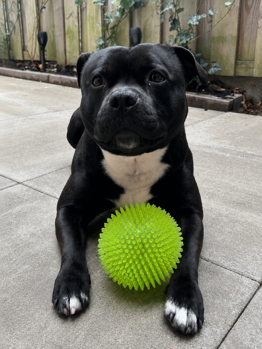 Dog Comets Exoplanet Green Large