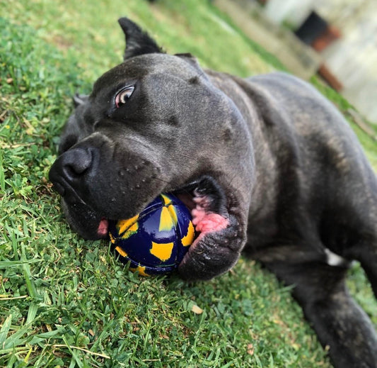 Goughnuts Toughest Ball