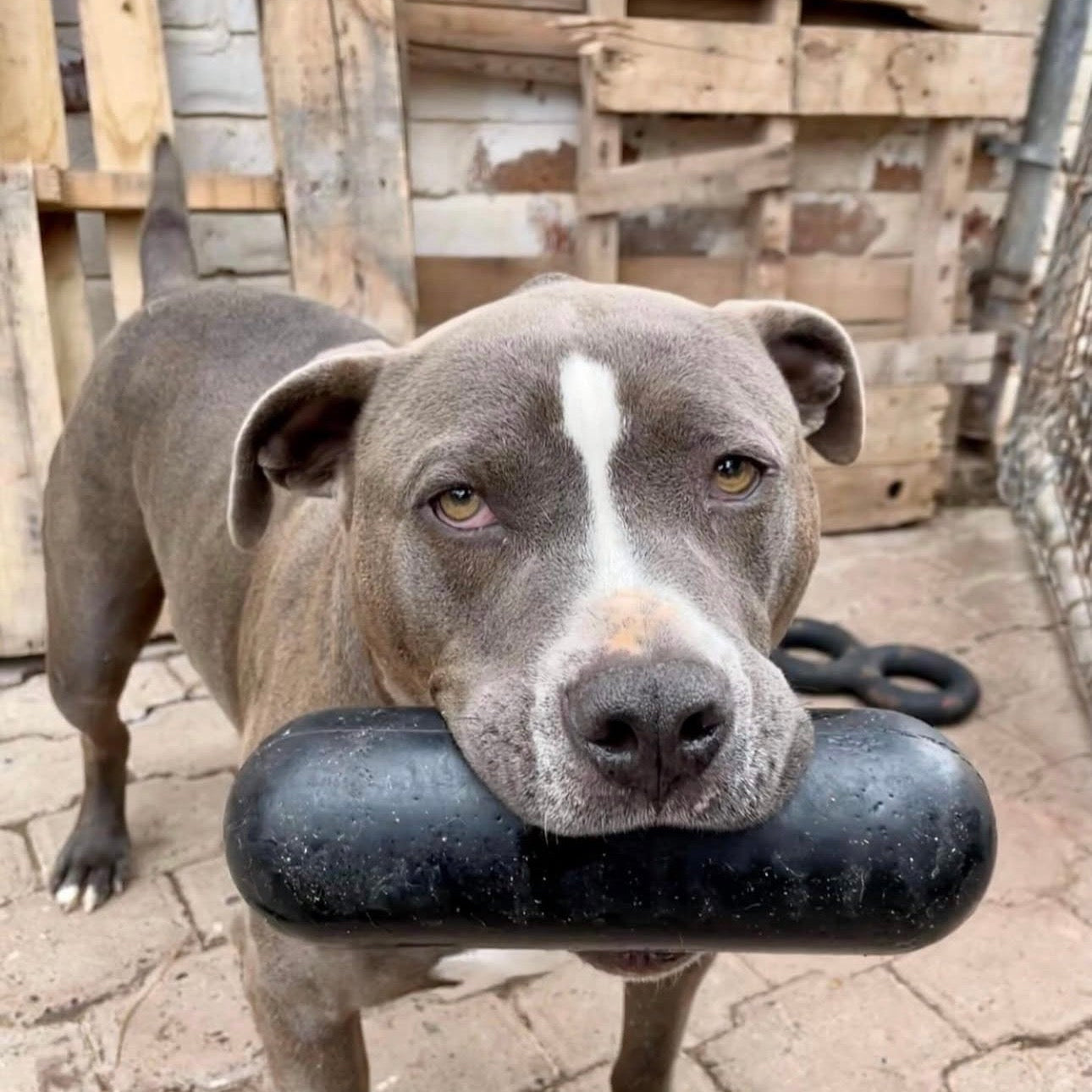 Goughnuts Heavy Duty Stick XL