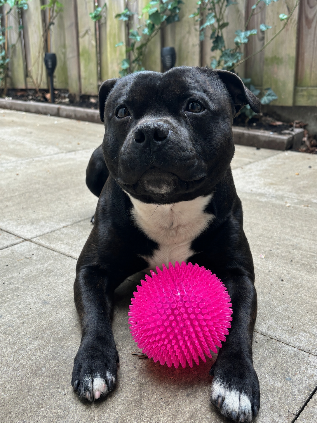 Dog Comets Exoplanet Pink Large