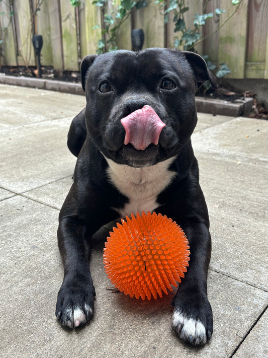 Dog Comets Exoplanet Orange Large