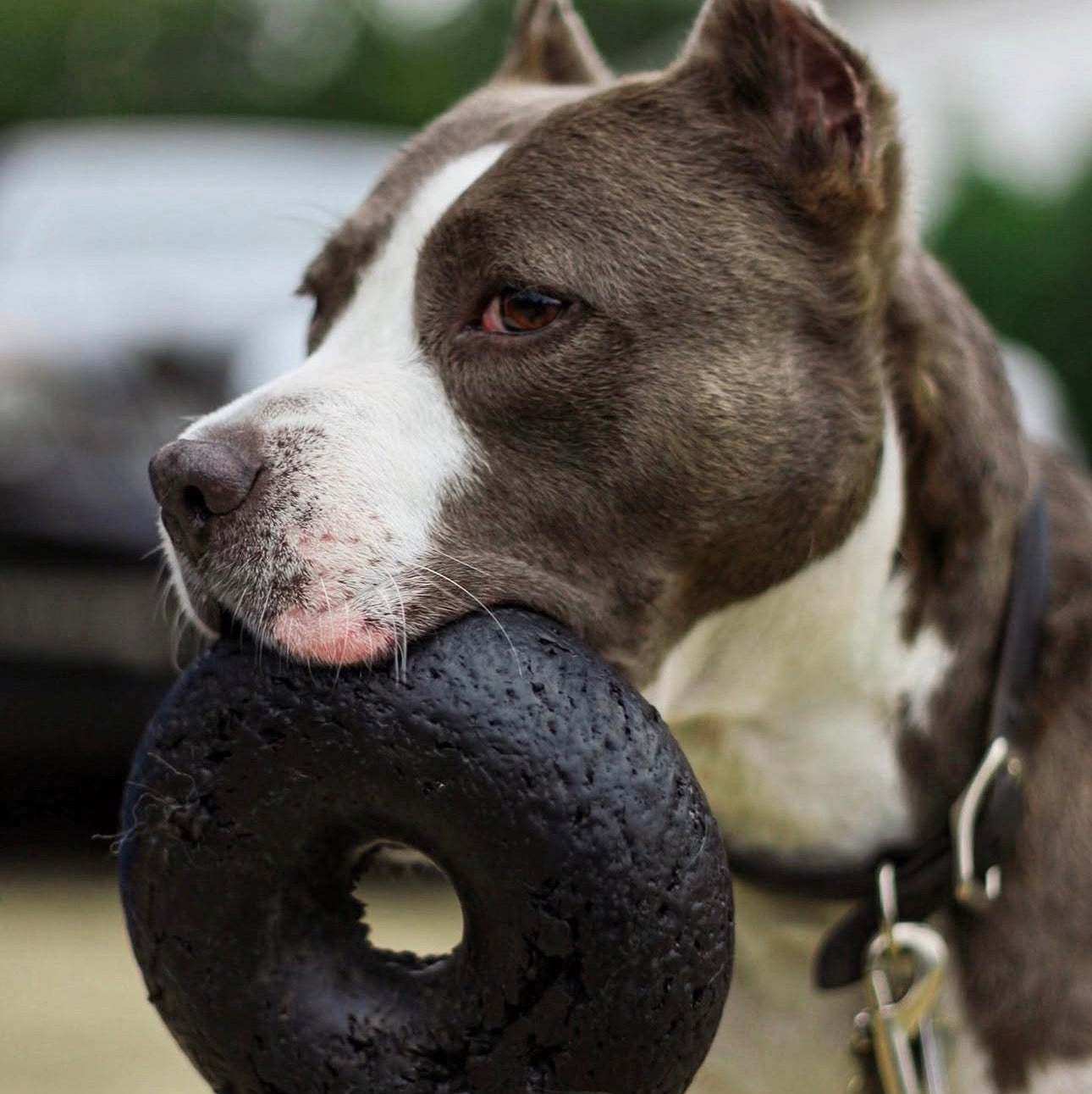Goughnuts Black Buster Ring XL