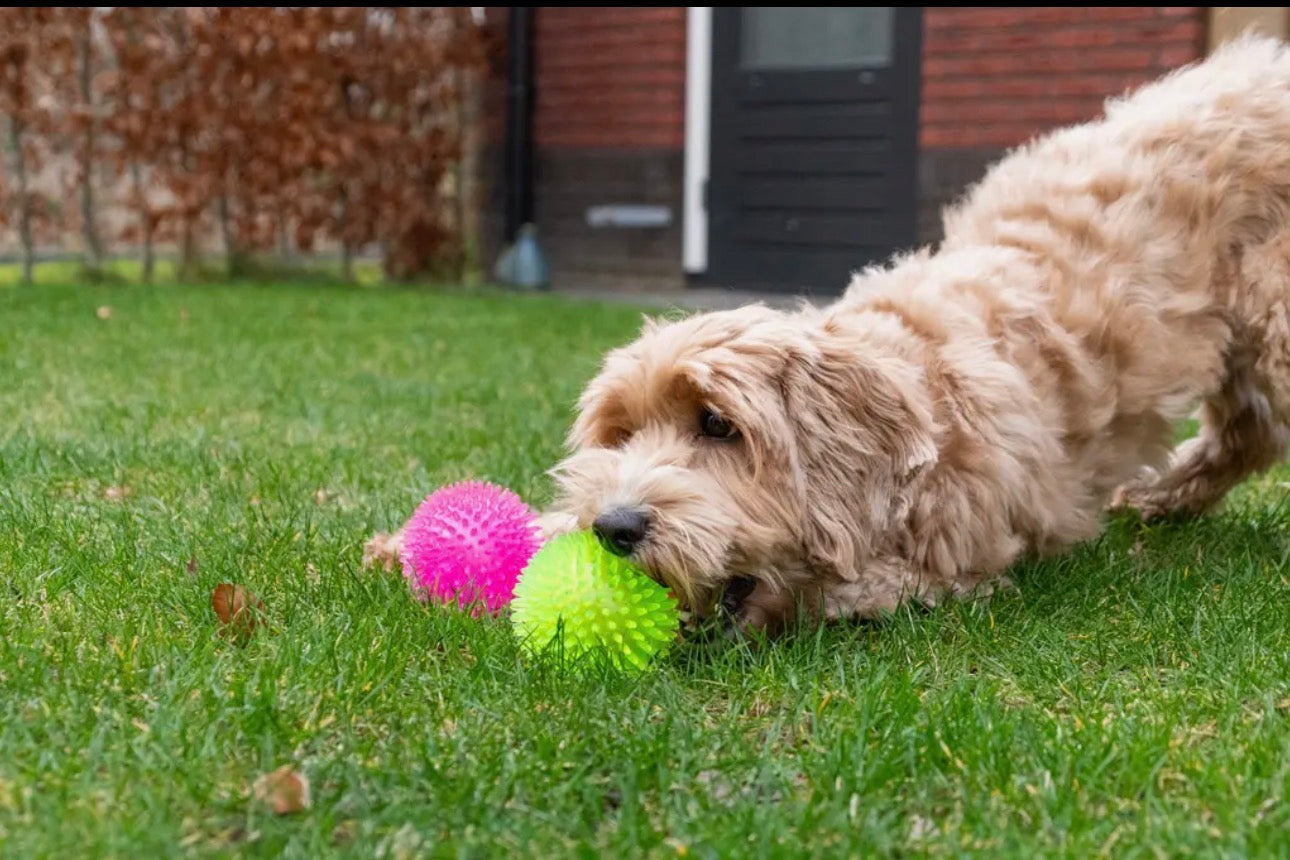 Dog Comets Exoplanet Pink Large