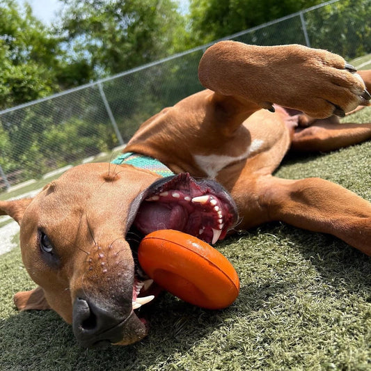 Goughnuts Orange Extra Small Puppy Ring
