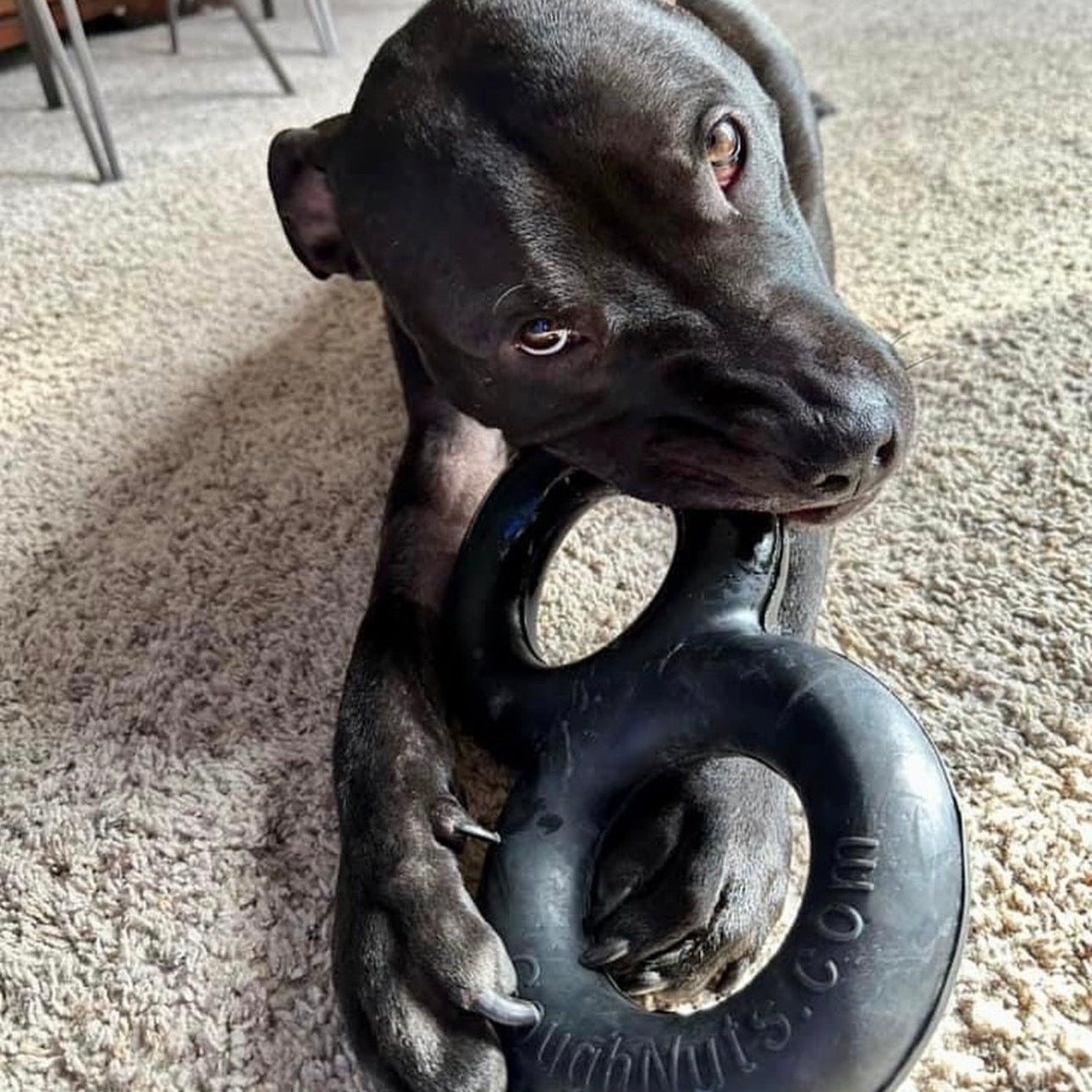 Goughnuts Heavy Duty Tug