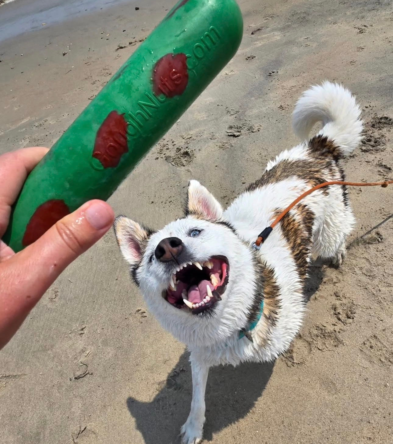 Goughnuts Medium Stick