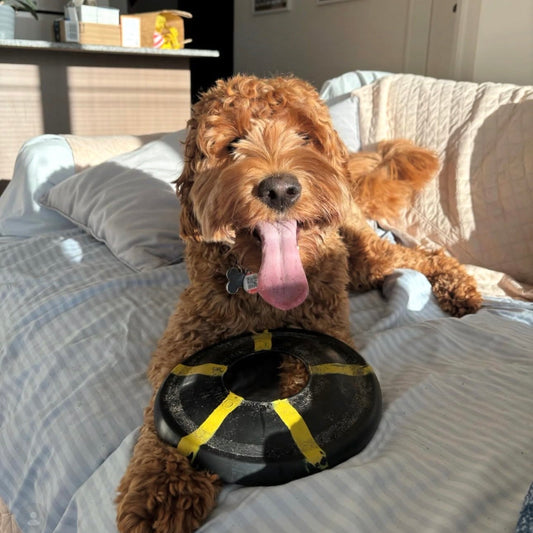 Goughnuts Flynut Frisbee