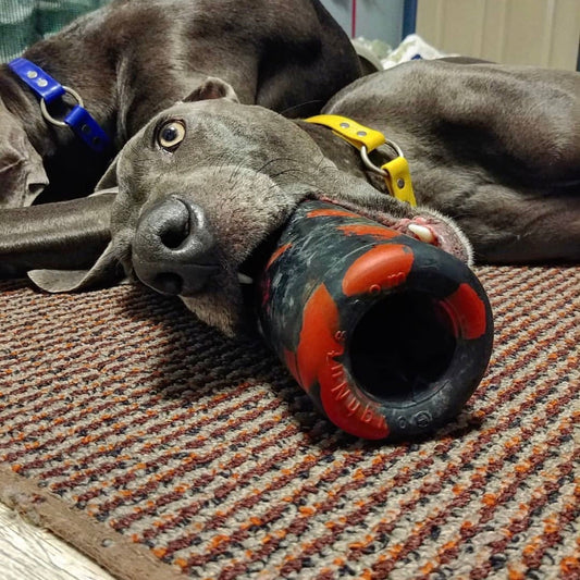 Goughnuts Medium K9 Enrichment