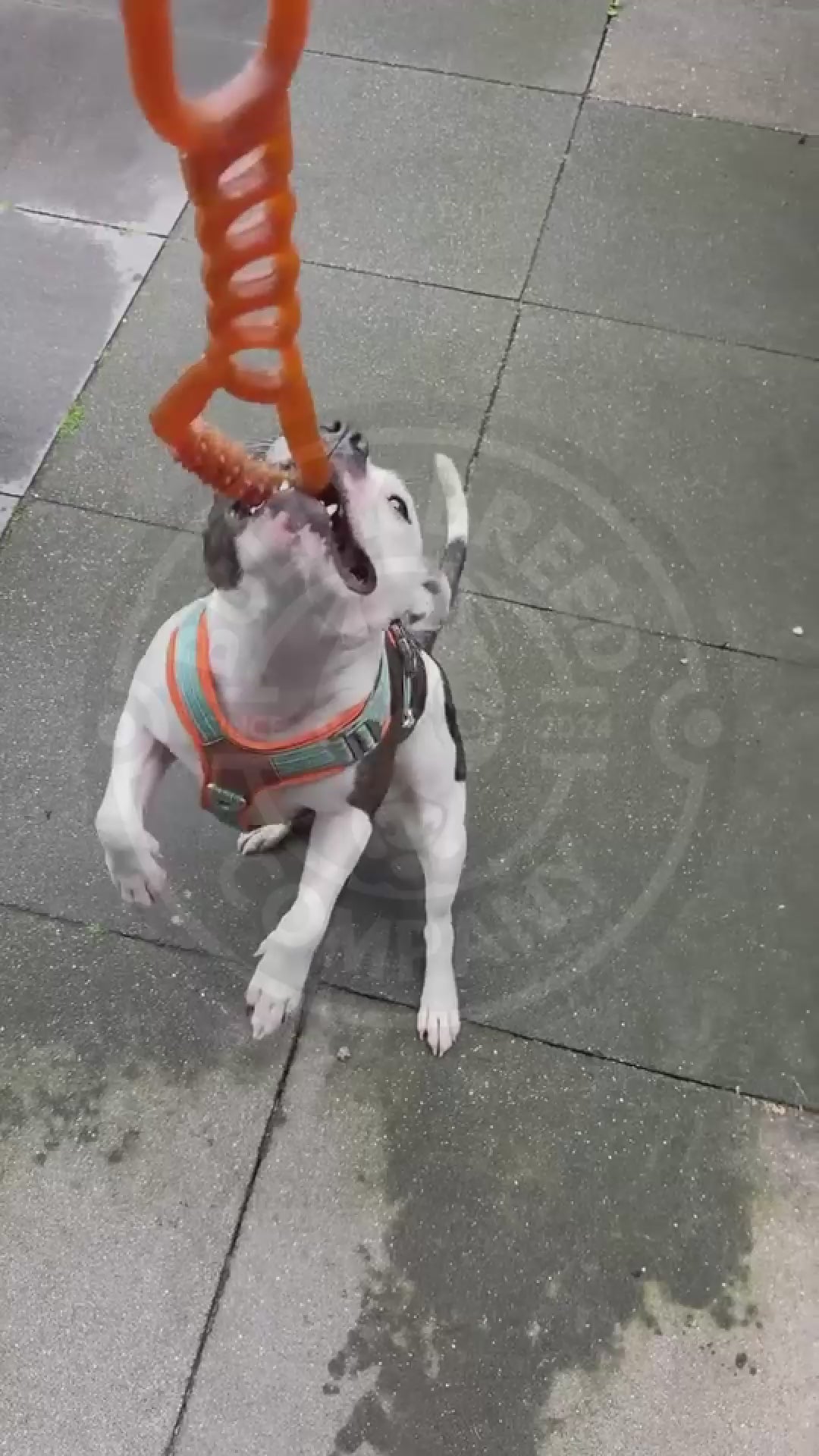 Video laden: hondenspeelgoed, sterk speelgoed, staffords, bully breeds